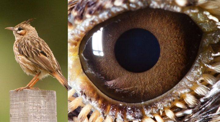 eye
