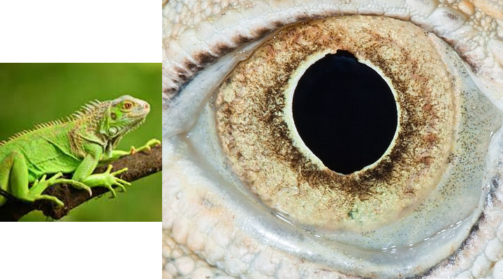eye11