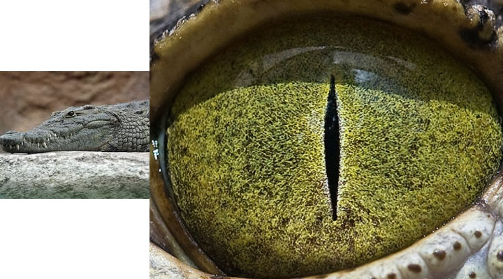 eye14