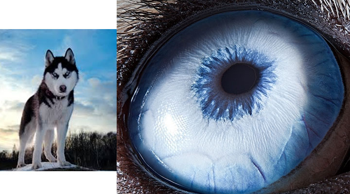 eye15