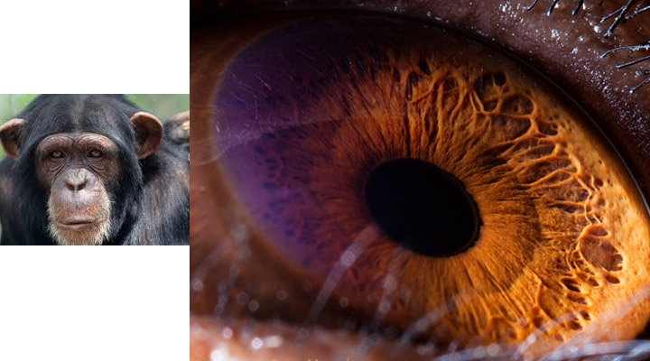eye2