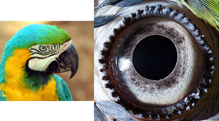 eye3