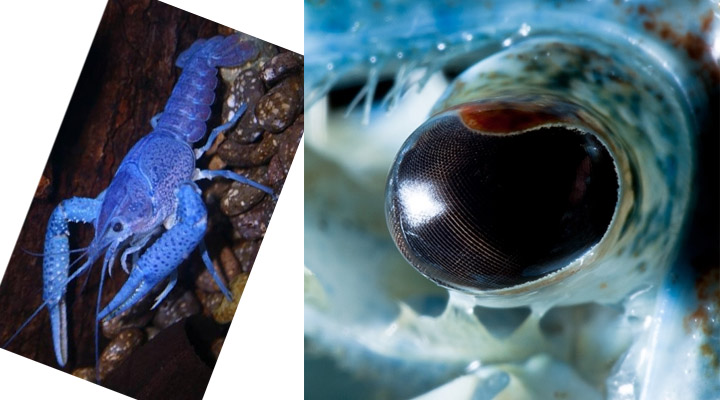 eye6