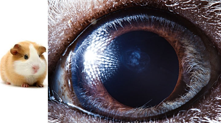 eye7