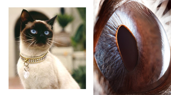 eye9