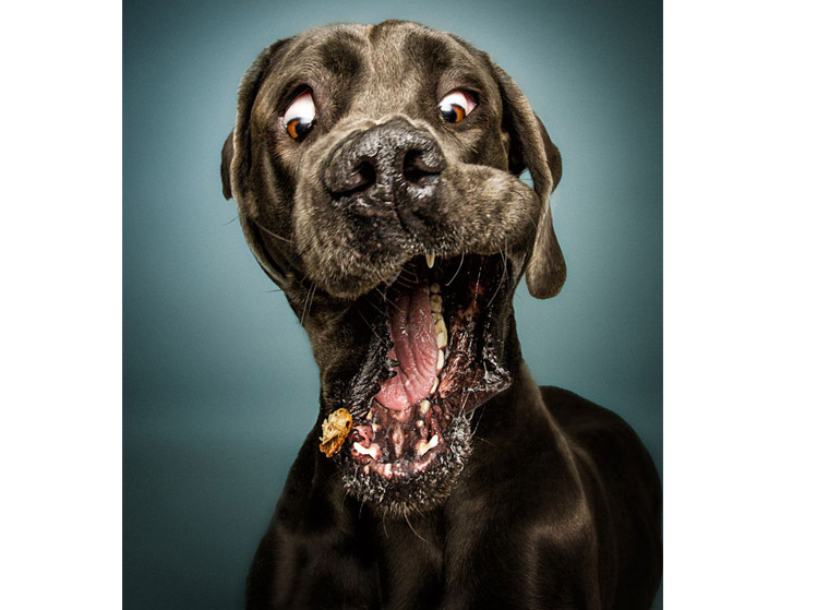 dog12