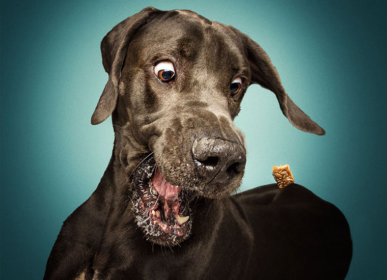 dog2