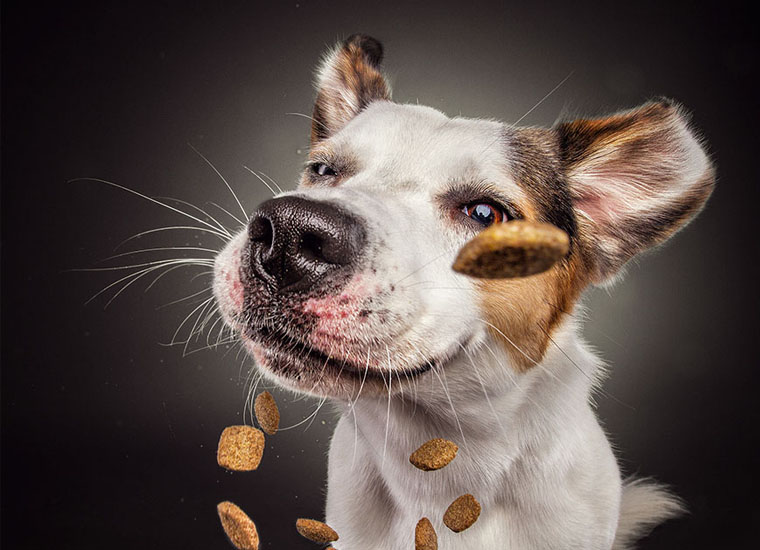 dog3