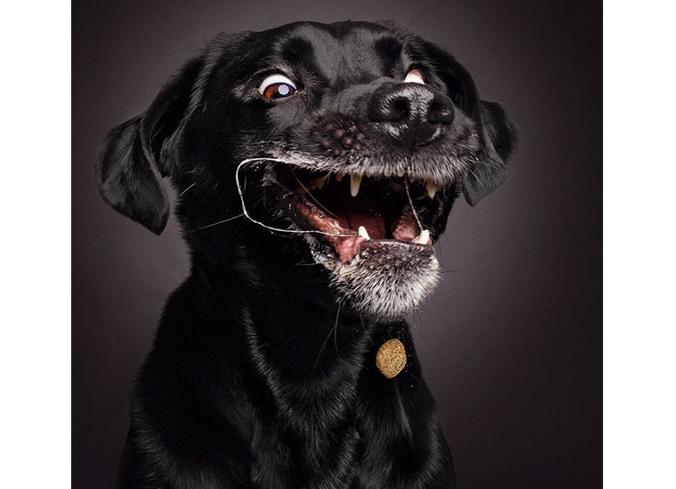 dog4