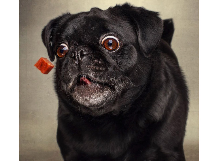 dog6