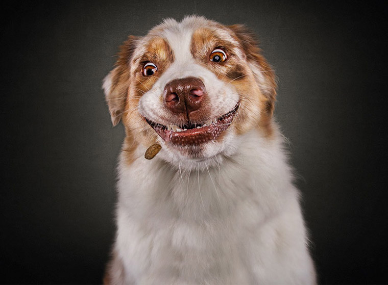 dog7