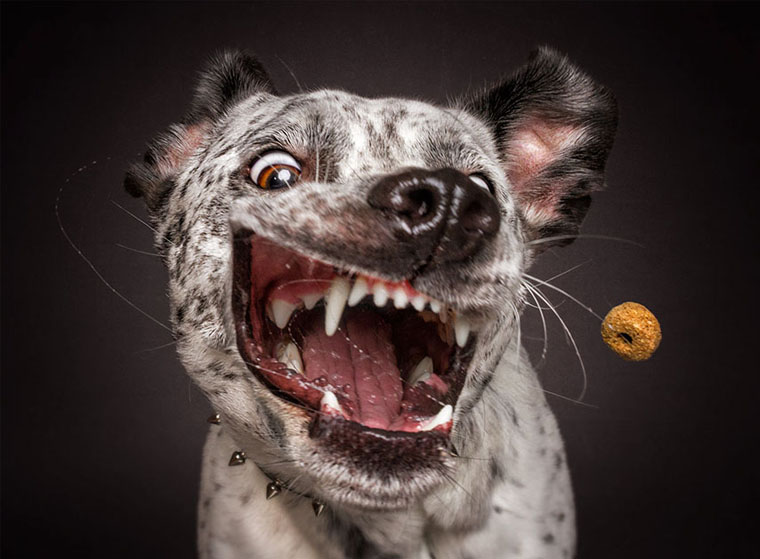 dog9